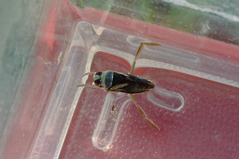 Notonectidae: Notonecta glauca?  No, Notonecta obliqua